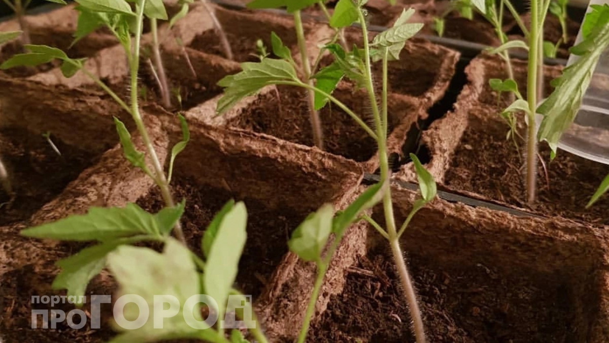 Ложка муки раз в неделю: как за 7 дней превратить тонкую рассаду в крепкий «ежик»