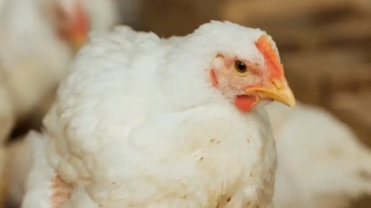 500 кур-несушек задержали в Чувашии при перевозке без документов