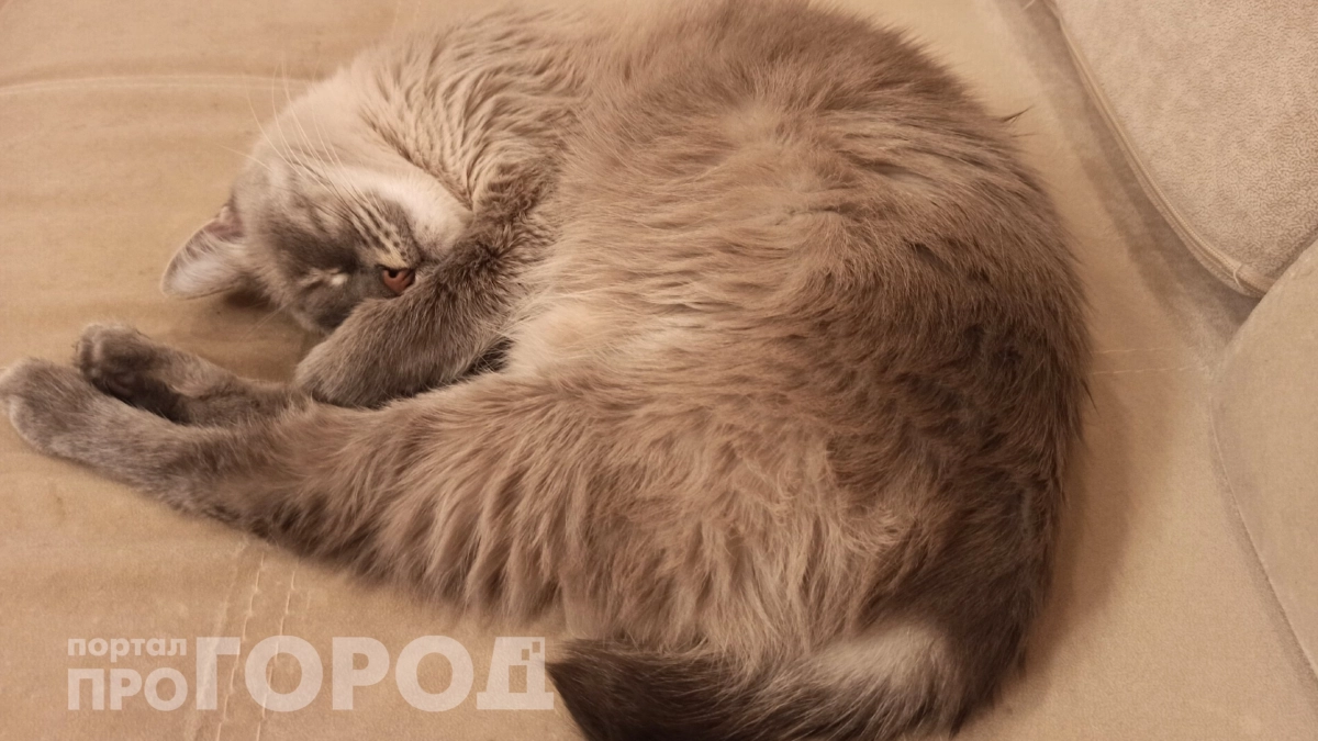 Кошка не дает спать ночью: зоопсихологи назвали 2 простых способа ее успокоить