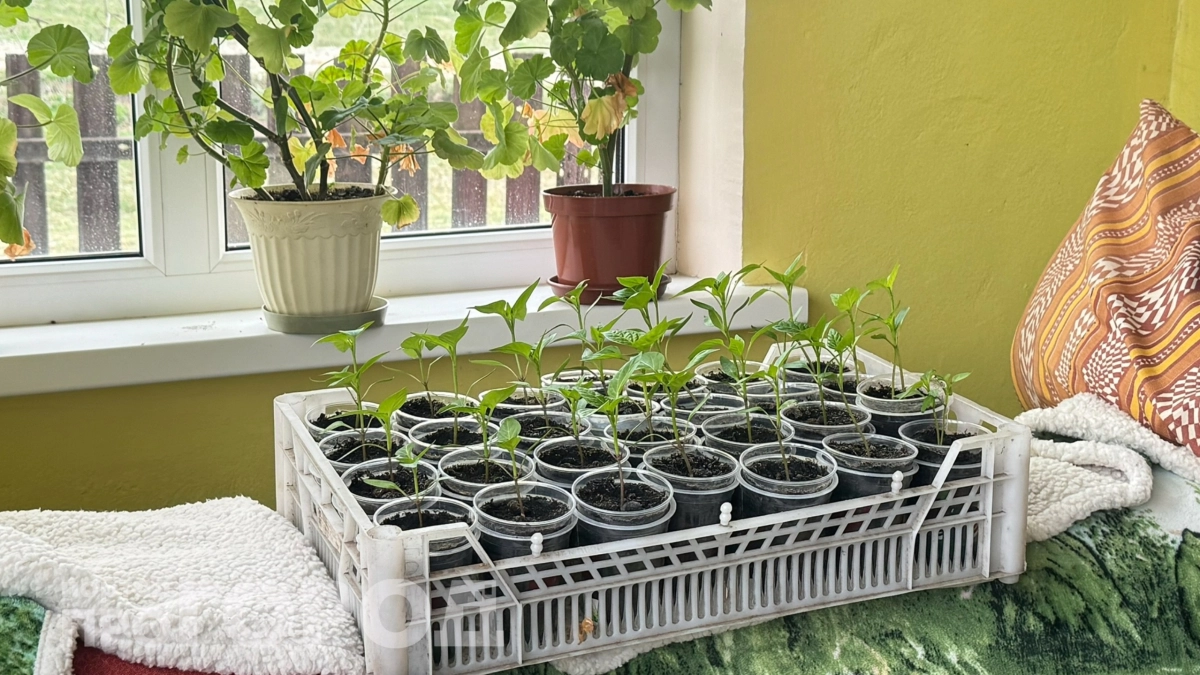 Рассада за 5 дней стала, как дубок: простой раствор из кухни даст ей хорошенько раскабанеть