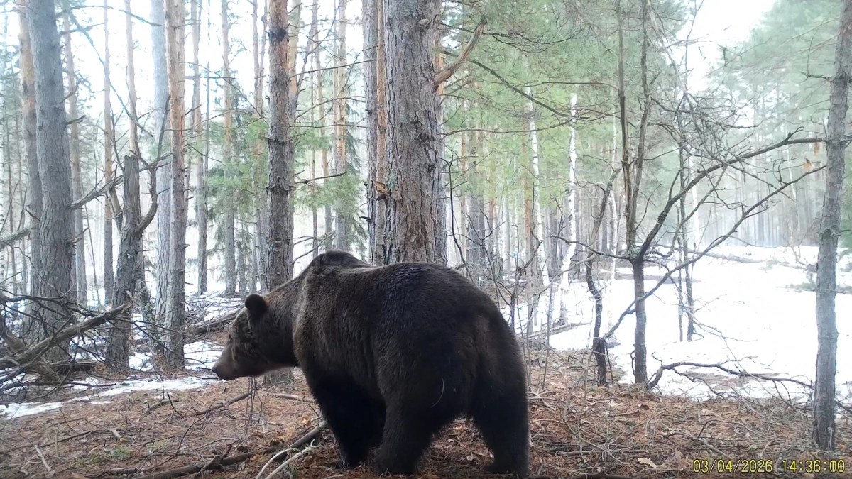 В заповеднике “Присурский” фотоловушки сняли пробуждение медведей