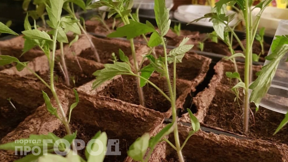 Перцы и томаты "жиреют" за неделю: простая подкормка из кухни ускоряет рост без химии