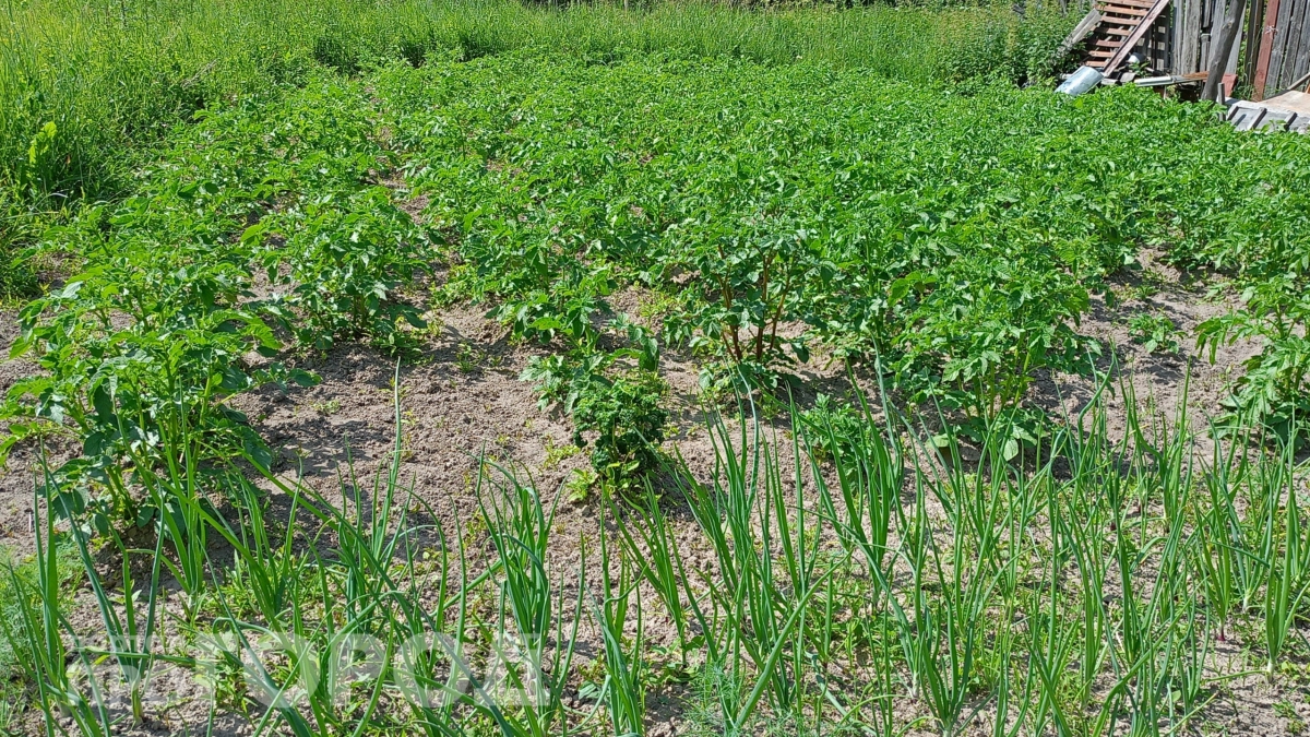 В мае подкармливаю чеснок копеечным «золотом» – и он больше не желтеет