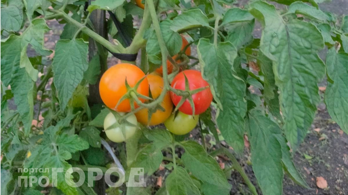 Без теплицы и удобрений: метод из Китая помог увеличить урожай помидоров на треть