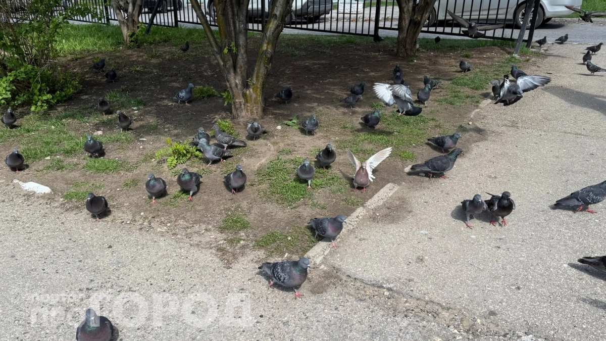 Голуби больше не гадят мне на окна и подоконники: сделала всего одно действие 