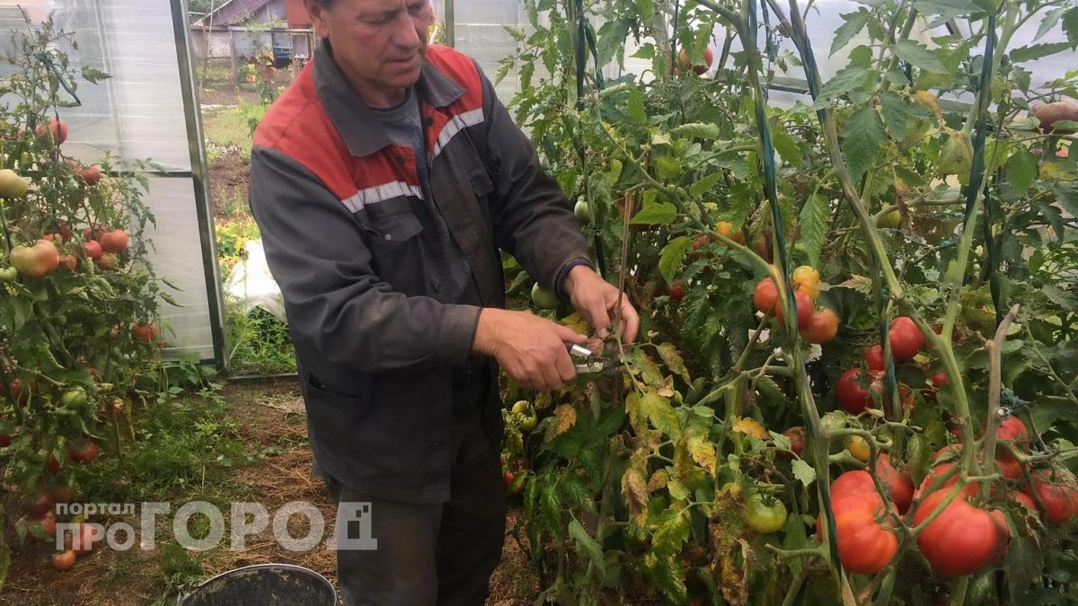 Делюсь схемой обрезки томатов: делю куст на 5 зон и собираю по 6 кг с каждого растения за сезон