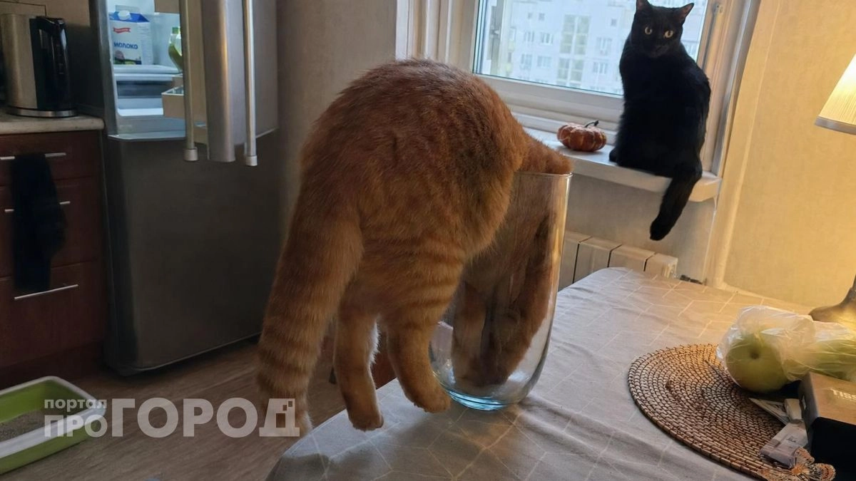 Я не сдержала смех при просмотре этих кадров: кошачьи проделки поднимут настроение даже после тяжелого дня