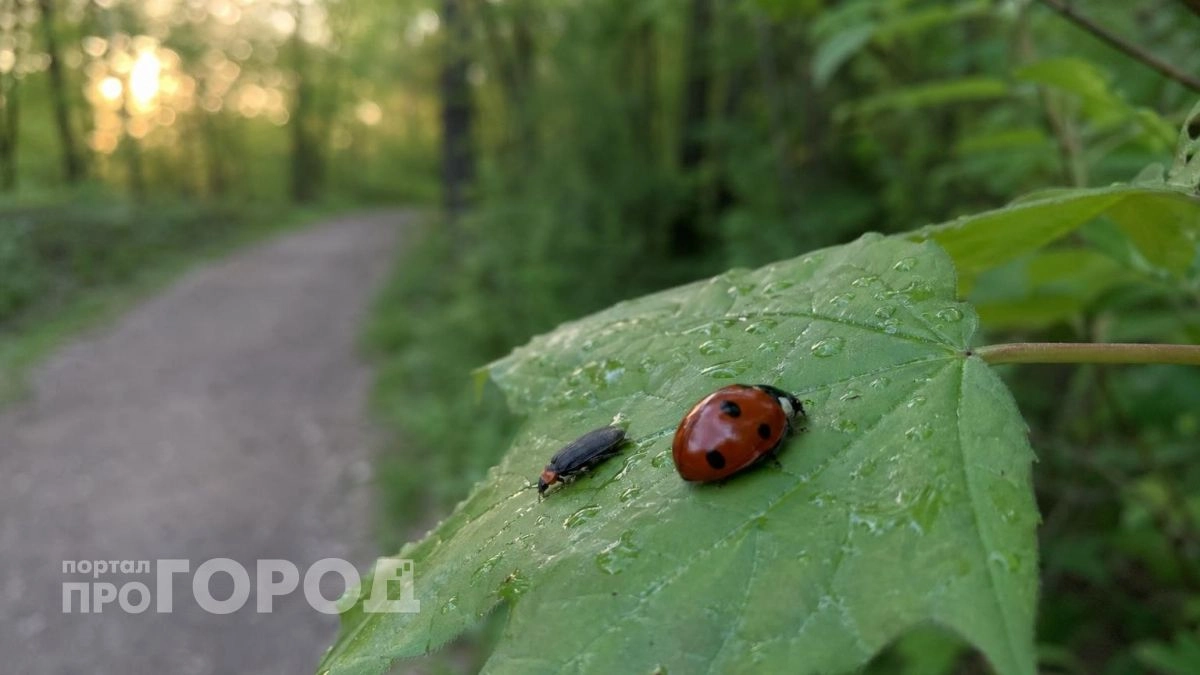 Спорим, вы не знали: как на самом деле правильно называть самца божьей коровки и почему это так сложно