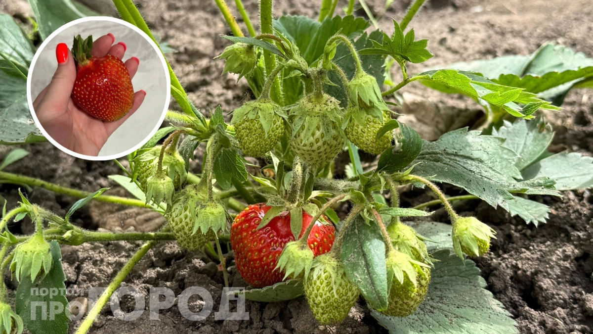 Поливаю этим клубнику в апреле-мае: ягоды становятся вдвое крупнее и слаще