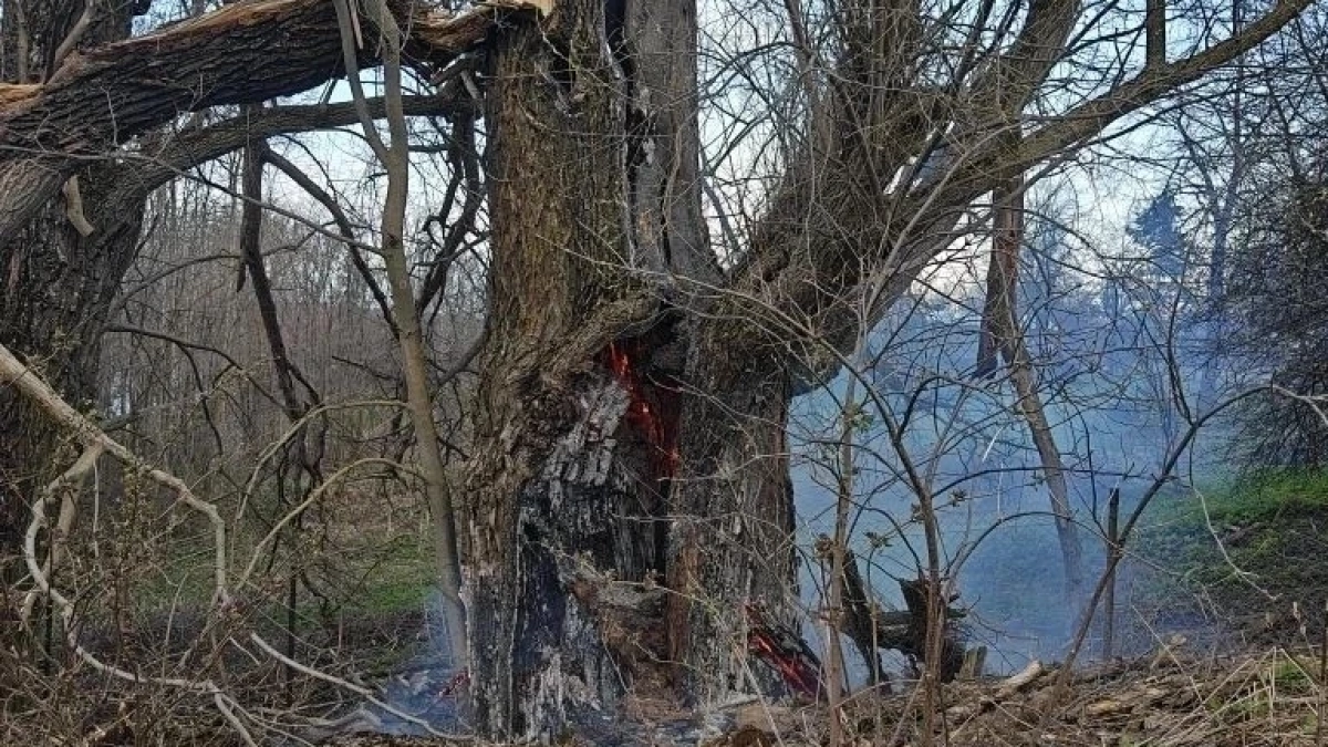 В Моргаушском районе сгорели мусор и дерево рядом с домом