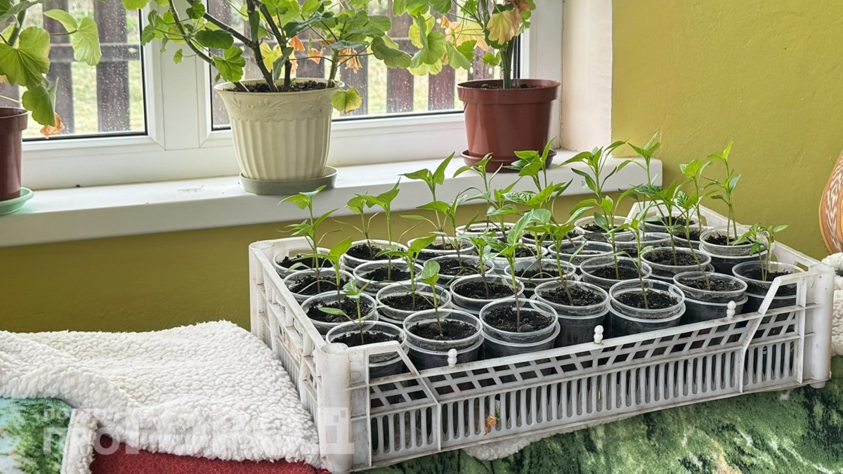 Перестал мучиться с вытянувшейся рассадой: помогли обычные температурные качели – дает мощный урожай 