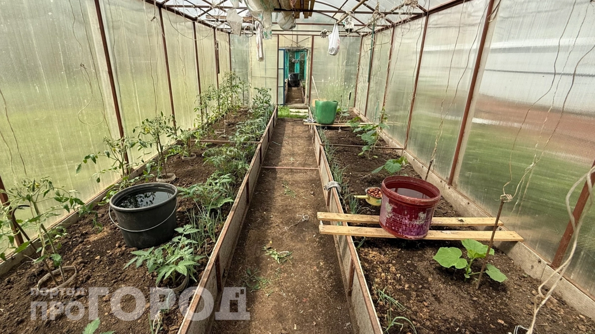 Уже в апреле: что сажаю в теплице сейчас – и собираю до трех урожаев за сезон