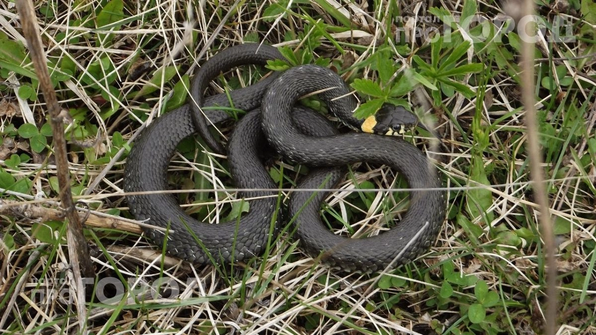 Вы совершаете роковую ошибку при посадке: эти популярные растения буквально приманивают змей на ваш участок