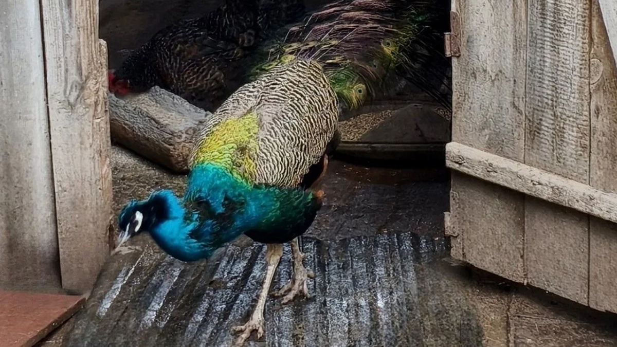 Ветврачи в Чувашии провели осмотр экзотического пациента