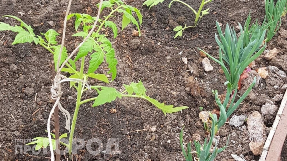 Кладу эти два мешка между грядок – и рассада стоит толстая и зеленая даже при ночных заморозках