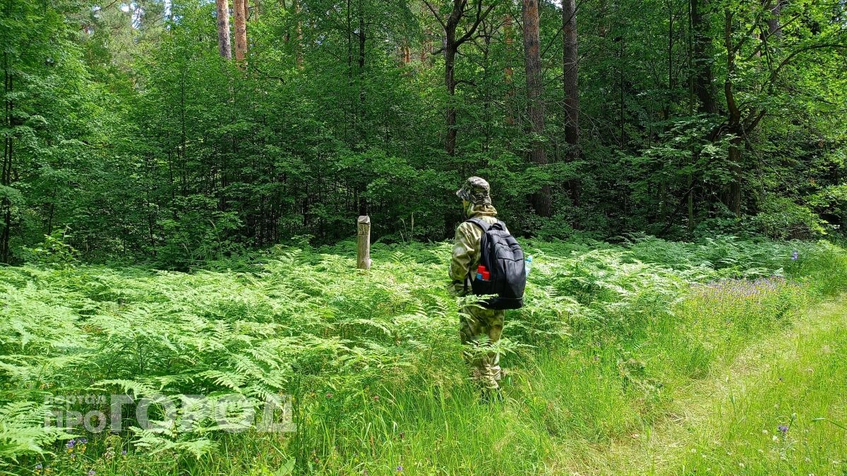 Больше никакой химии в лесу: достаточно смешать эти два аптечных средства – и клещи даже не приблизятся