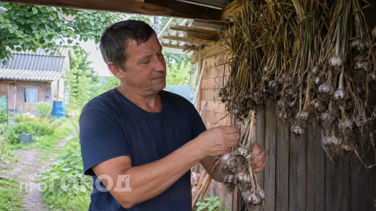 Перестала выбрасывать гнилой чеснок после одной простой хитрости с сушкой: урожай лежит свежим до самого мая