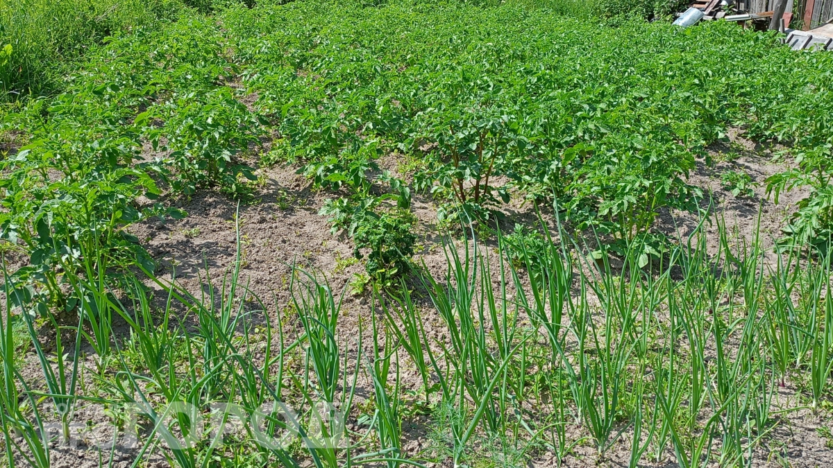 Одну щепотку в лейку при посадке лука – и головки растут размером с кулак, а перья не желтеют
