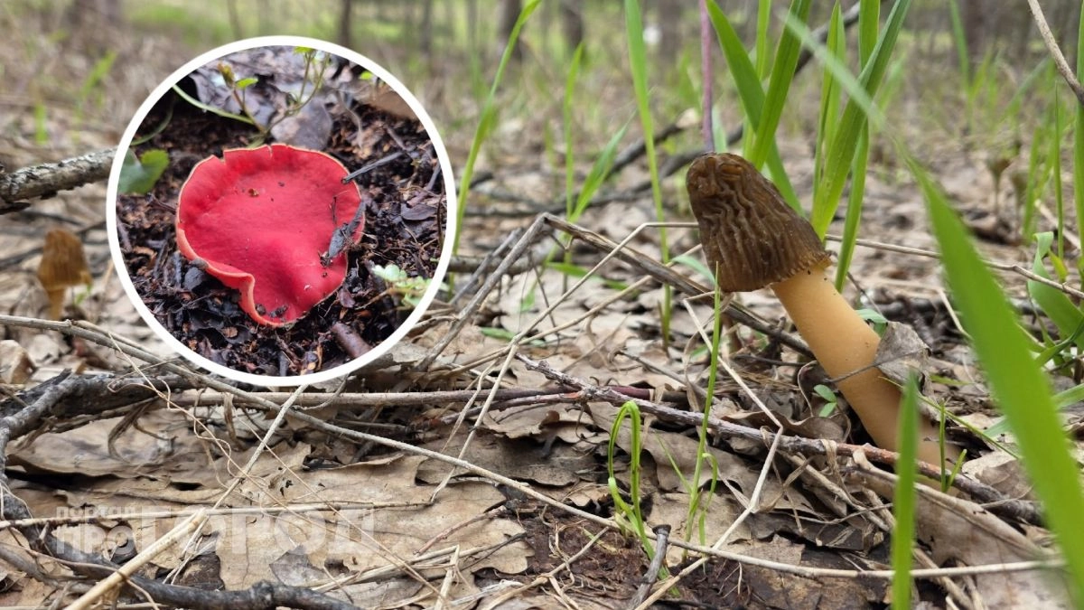 Как не получить штраф за сбор грибов в Чувашии: какие виды под запретом и как отличить их от обычных 