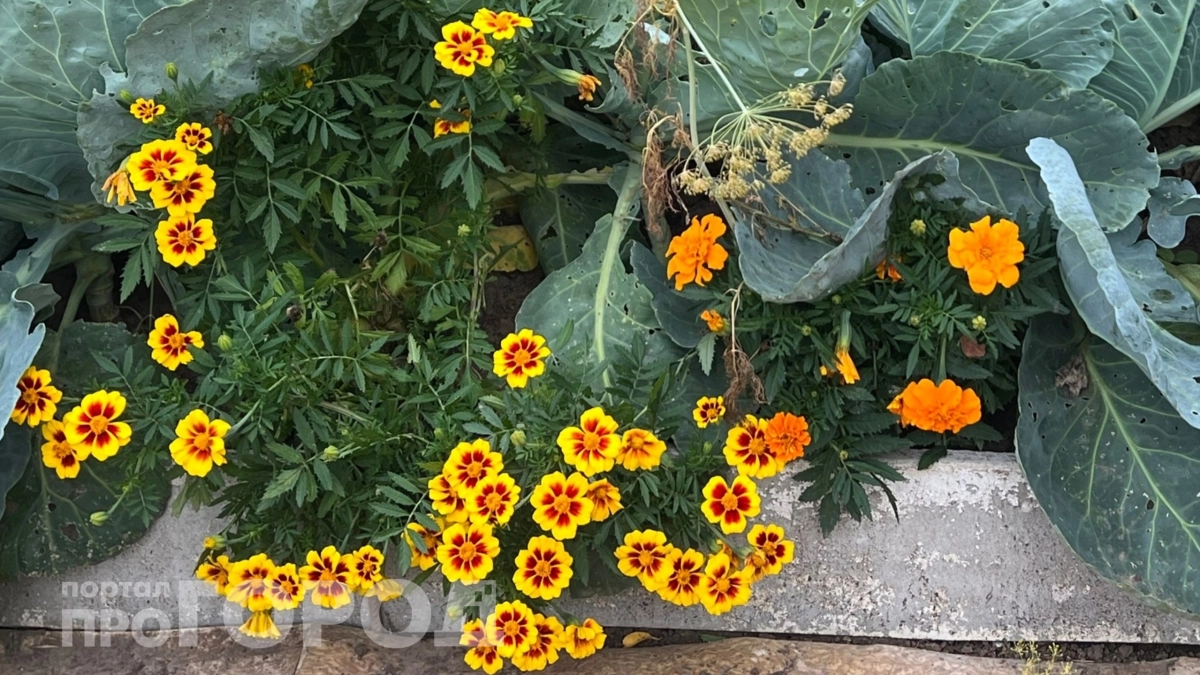 Муравьи исчезают сами: сажаю три растения под яблоней вместо бархатцев –  реально работают, еще и красиво 