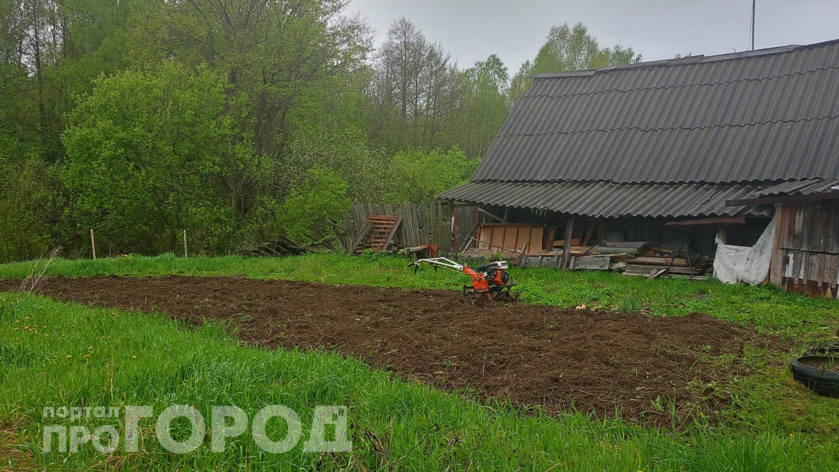 Сажаю только в эти числа и радуюсь результату: лунный календарь для огородников