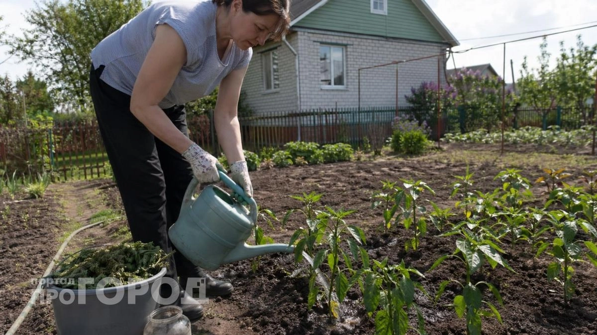 Поливаю перец копеечным средством из аптеки: кусты ломятся от плодов, а соседи просят поделиться секретом