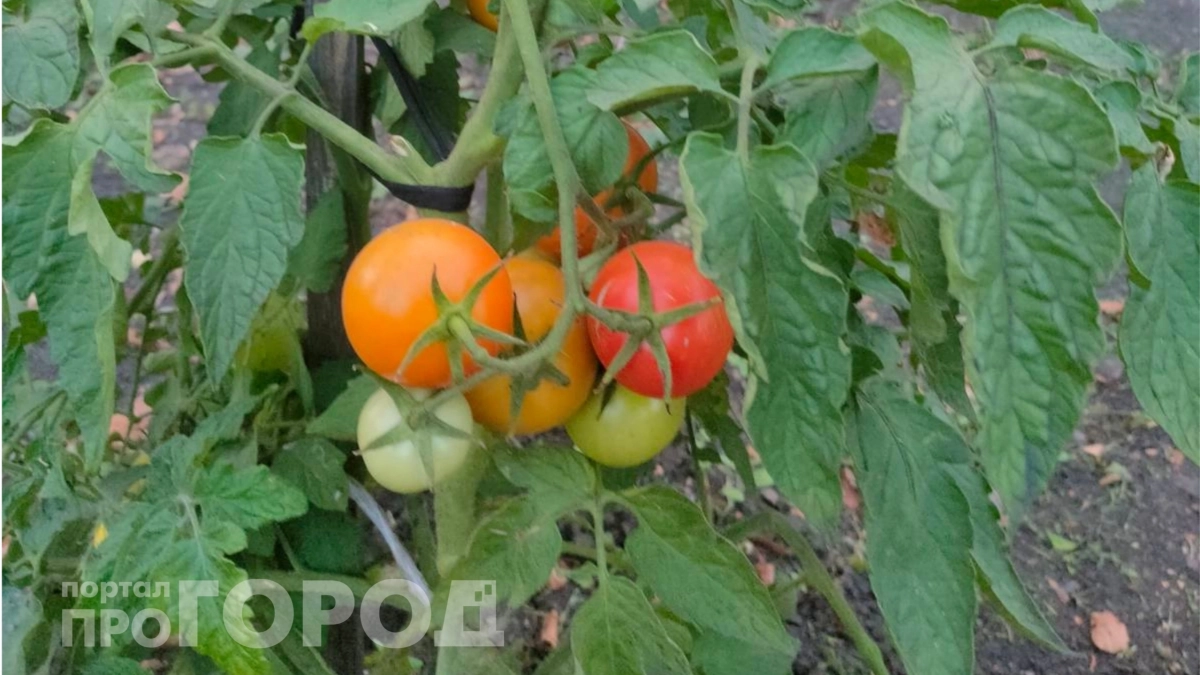 Безжалостно обрезаю кусты томатов: потом растут как на дрожжах и плодоносят вдвое больше 