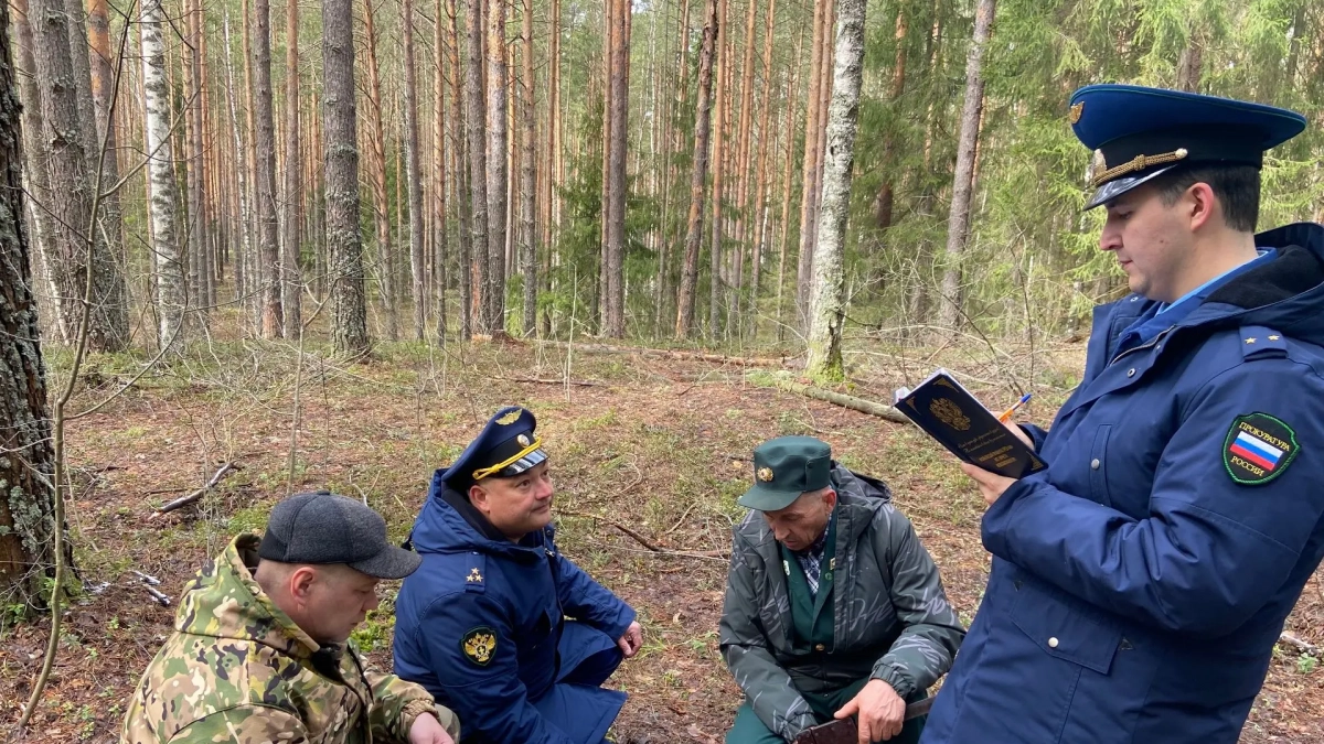 В Чувашии незаконно срубили 13 деревьев на 150 тысяч рублей