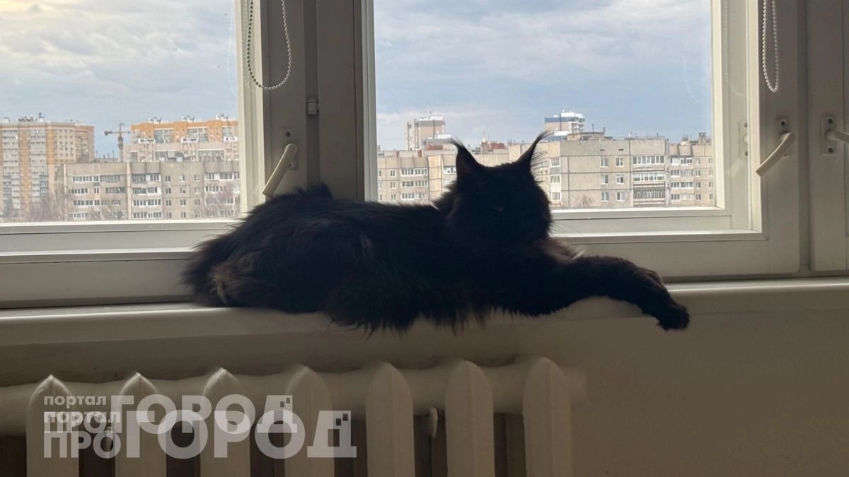 Забудьте о частых визитах к ветеринару: 3 породы кошек с крепким здоровьем, которые доживают до 20 лет