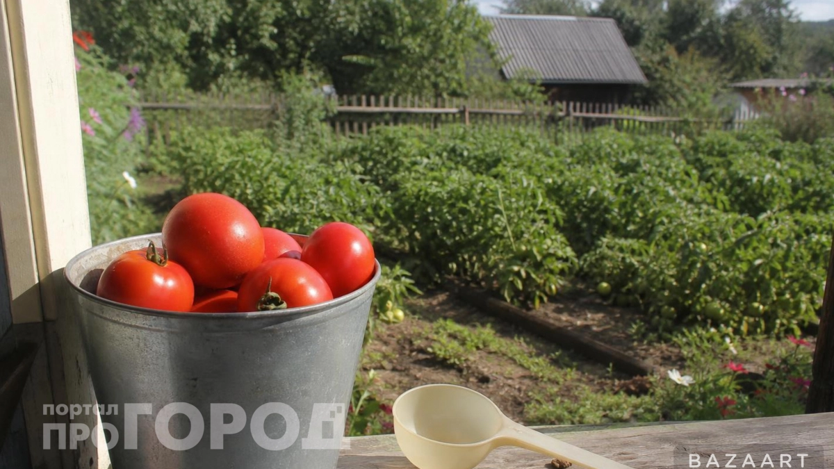 Томаты "дуреют" с этой подкормки: 1 ложка на ведро – и я получаю урожай всем на зависть 