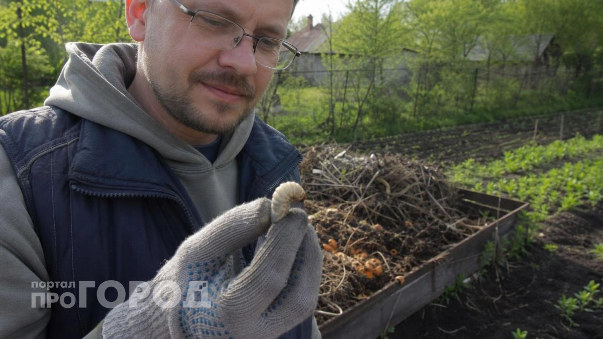 Перестаньте кормить личинок бронзовки своим урожаем: 5 простых отличий помогут спасти грядки от гибели