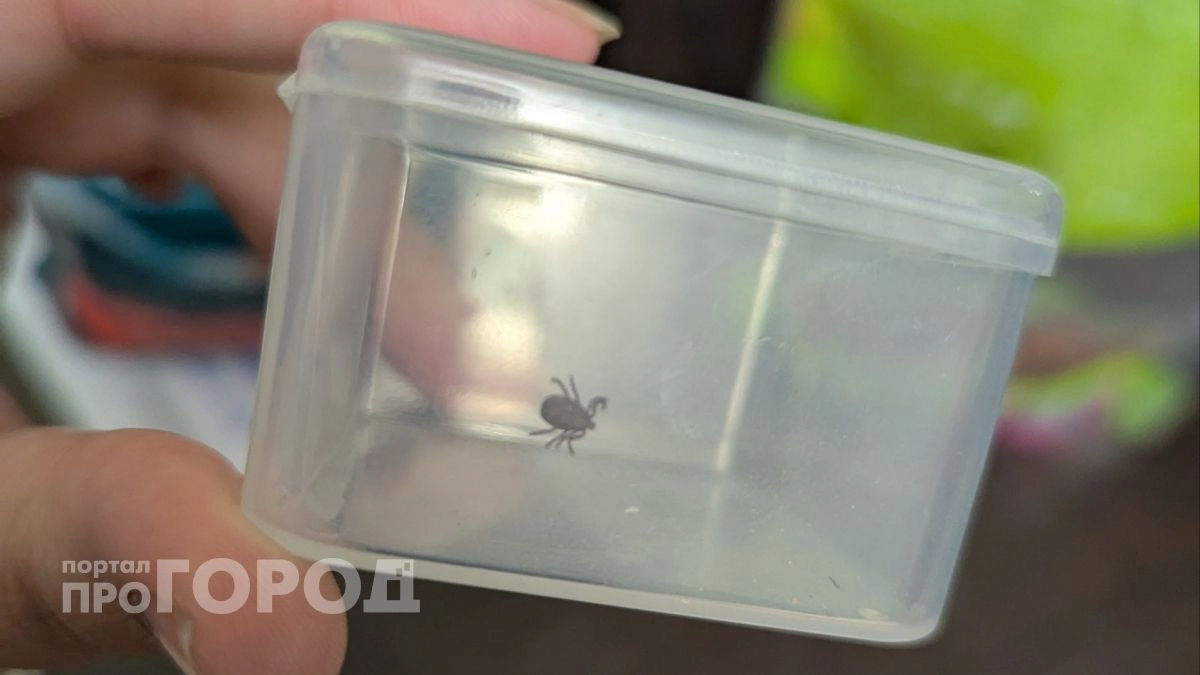 Главный инфекционист Чувашии рассказал, как защититься от клещей 