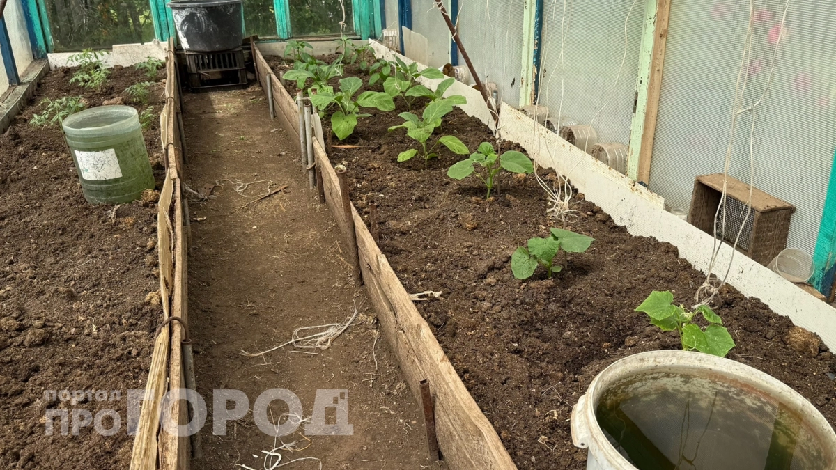 Посадите в эти даты – и обалдеете от урожая: агрономы назвали идеальные дни для посадки огурцов