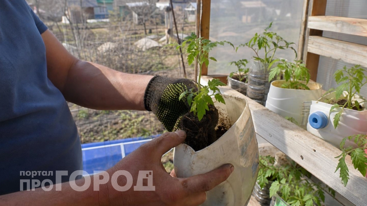 Если у вас есть дача, не выбрасывайте пустые флаконы из-под шампуня: гениальное применение