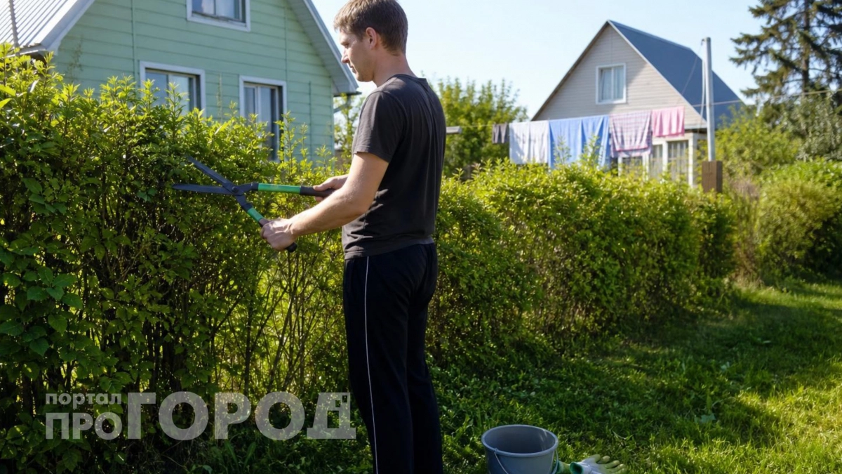 Живая изгородь вместо дорогущих железных и деревянных заборов: просто посадила это вдоль периметра