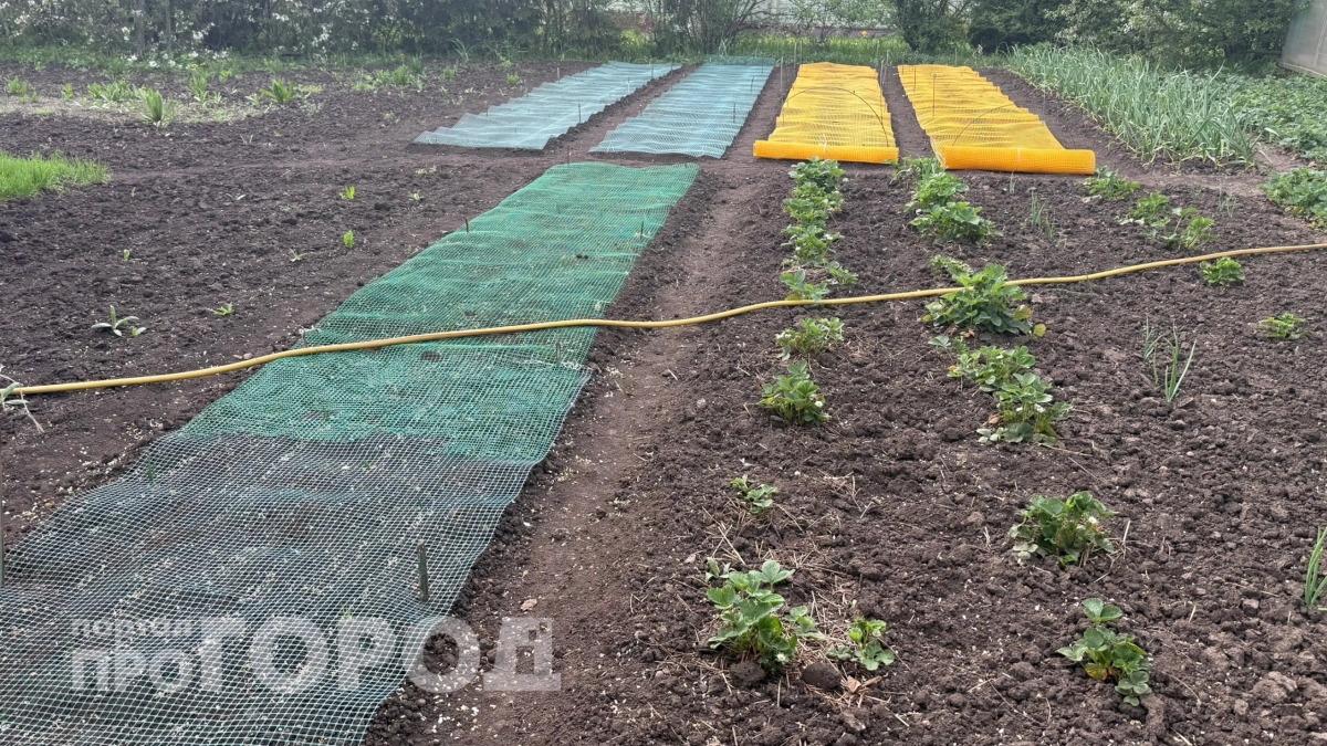 Сажаю семена в три раза быстрее: все соседи ходят ко мне за чудо-прибором – 200 рублей на Ozone, и вся любовь
