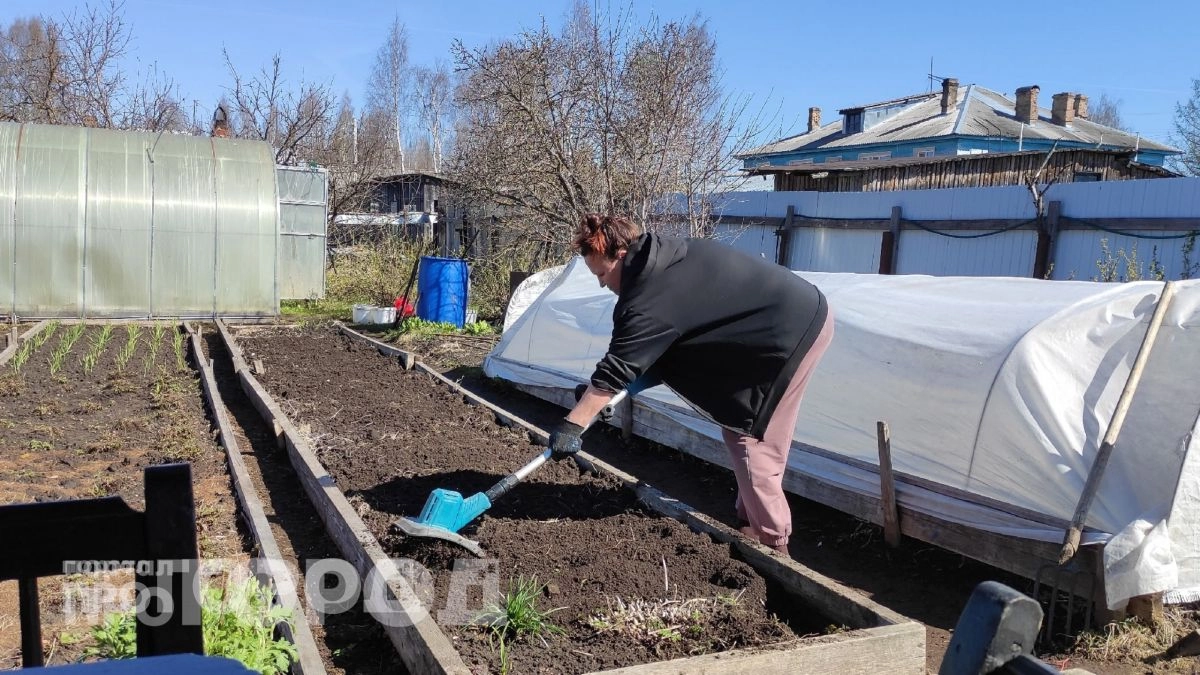 Вы выкидываете "золото" для сада, даже не подозревая: кожура этого фрукта увеличивает урожай вдвое