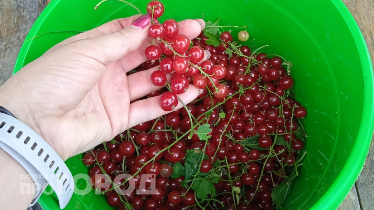 Сыплю этот порошок с кухни в воду и поливаю кусты смородины: на выходе крупные и сладкие ягоды – кусты ломятся