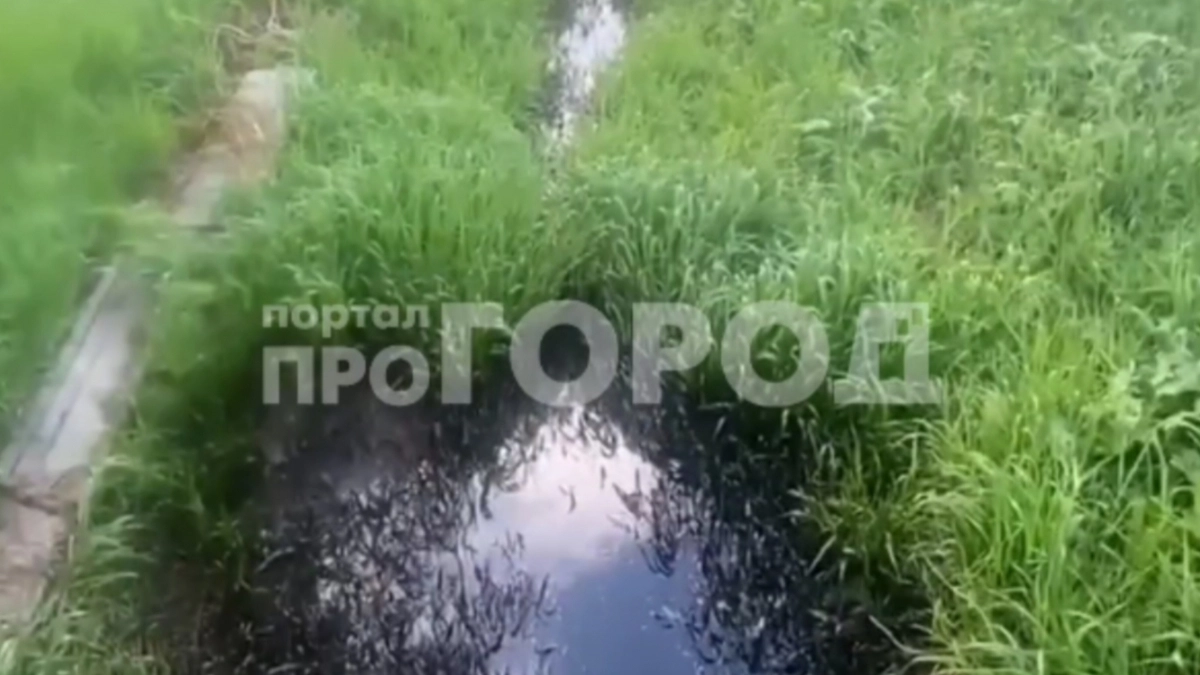 В Чебоксарском районе вода в ручье уже несколько дней маслянисто-черного цвета: загрязненная вода попадает в окрестные водоемы