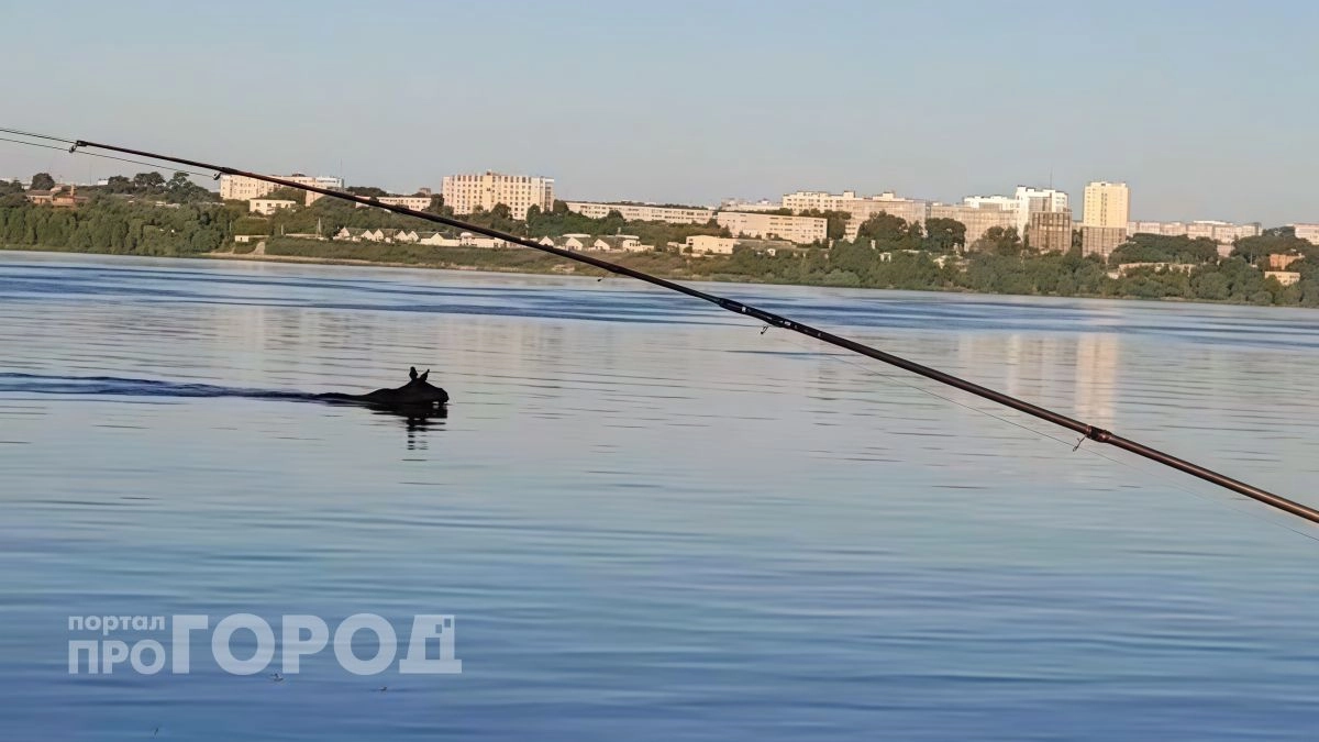 К рыбаку в Новочебоксарске во время утренней рыбалки приплыл лось: “И клюет, и сохатый в гости наведался”