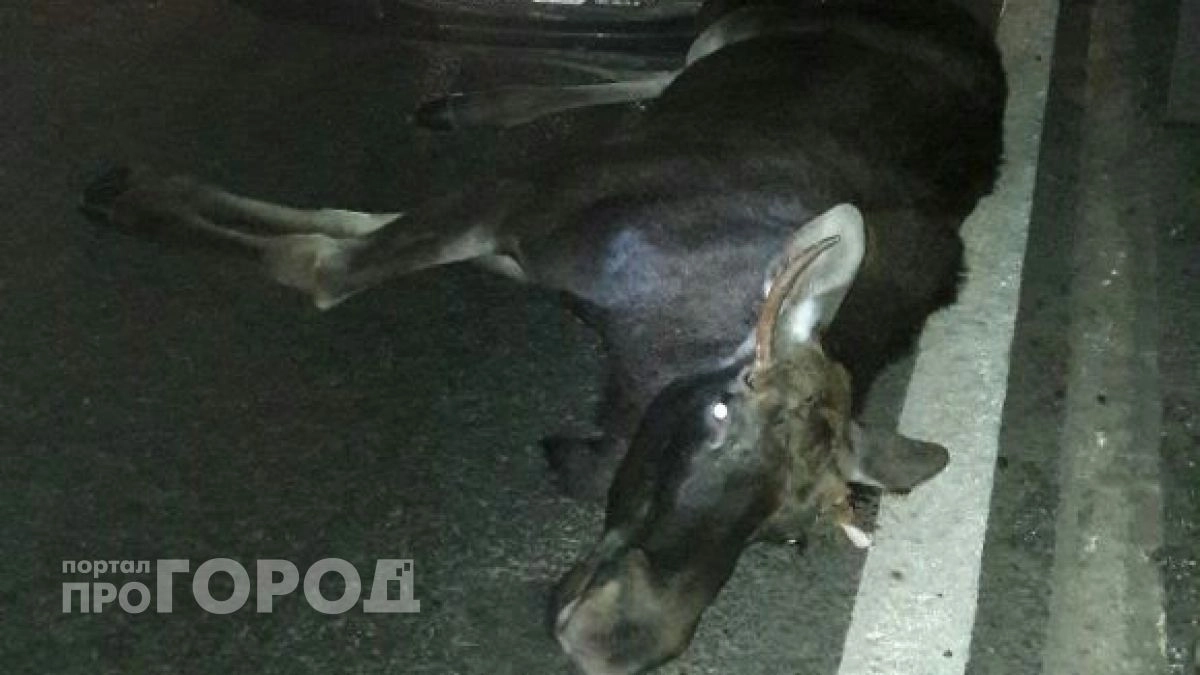 В Чувашии начался сезон молодых лосей и косуль: водителям нужно быть осторожнее