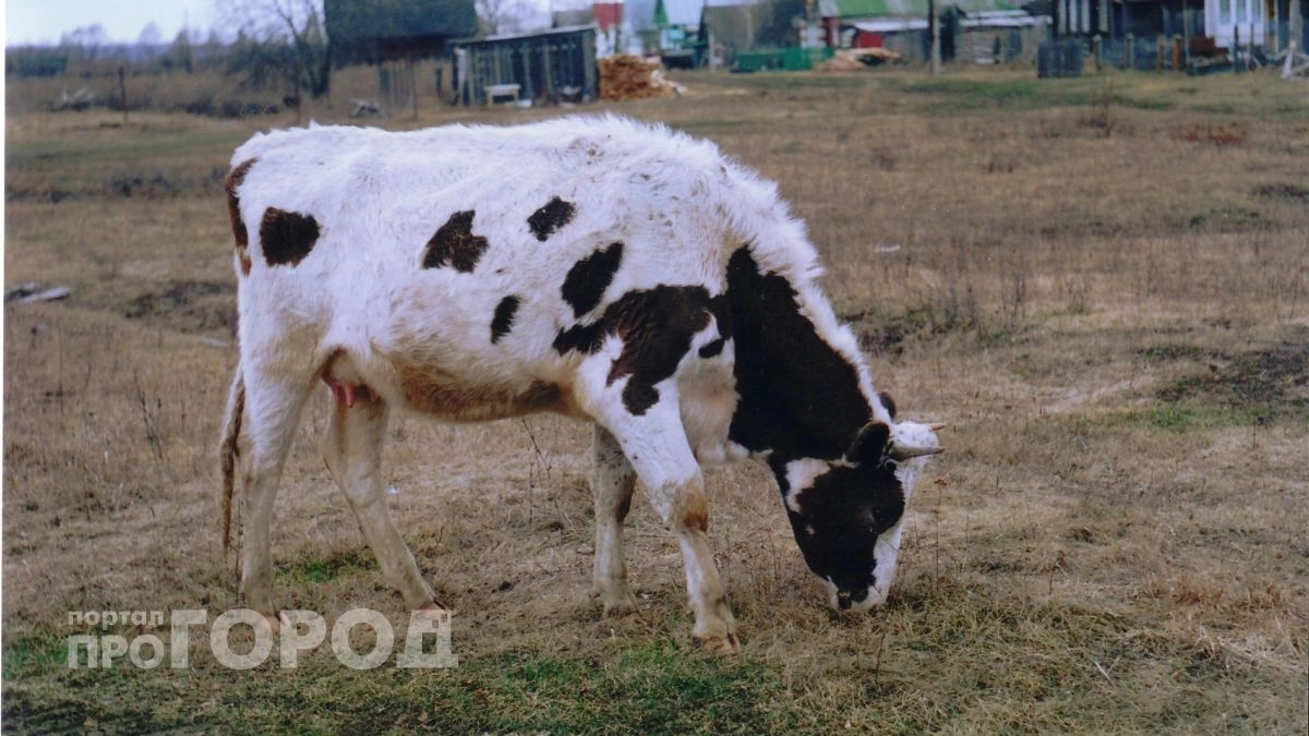 Четырех коров остановили по пути на убой в Чувашию