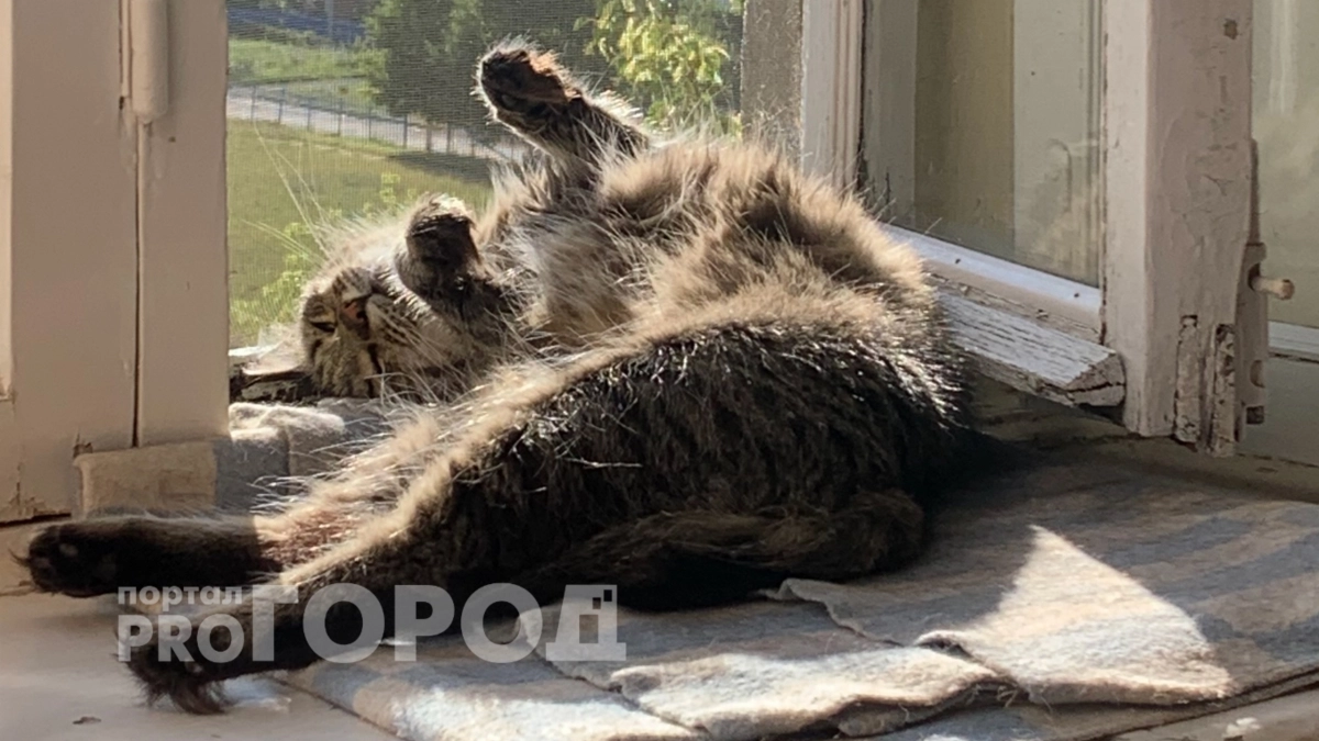 Точка в вечном споре поставлена: можно ли оставлять кошку одну дома на неделю и дольше 