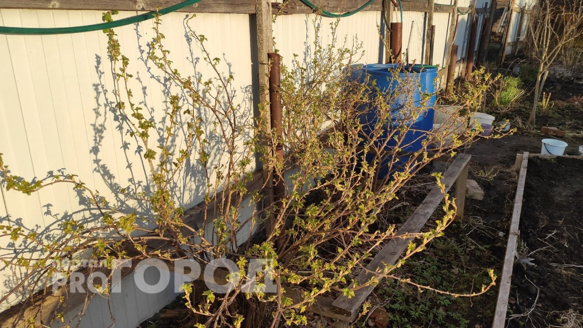 В аптеке днем с огнем не сыщешь, а в "Чижике" продают всего за 22 рубля: спасает весь огород от болезней
