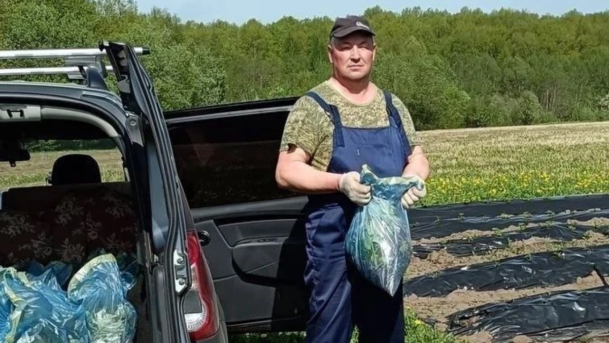 Боец СВО из Моргаушского района взялся за лопату и выращивает садовую землянику