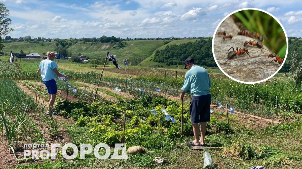 Бросил горсть на муравейник – через 2 дня все разбежались с участка: без химии