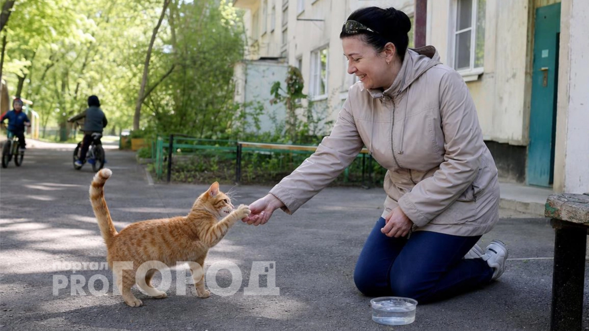 Милота оказалась мифом: что скрывается за привычкой кошки облизывать вас