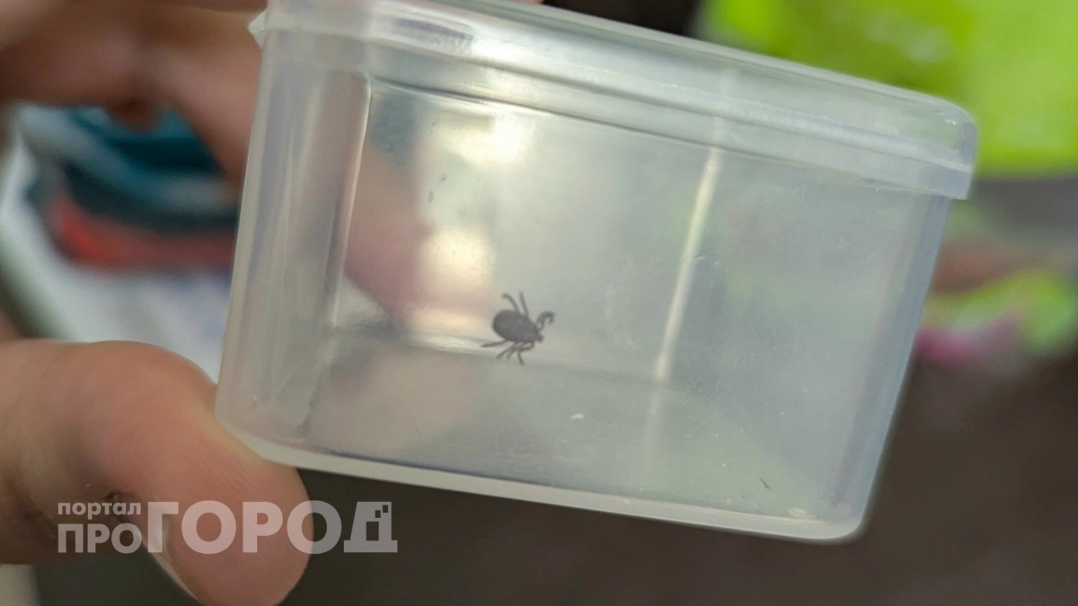 Самые вкусные части вашего тела: Роспотребнадзор раскрыл излюбленные зоны клещей 