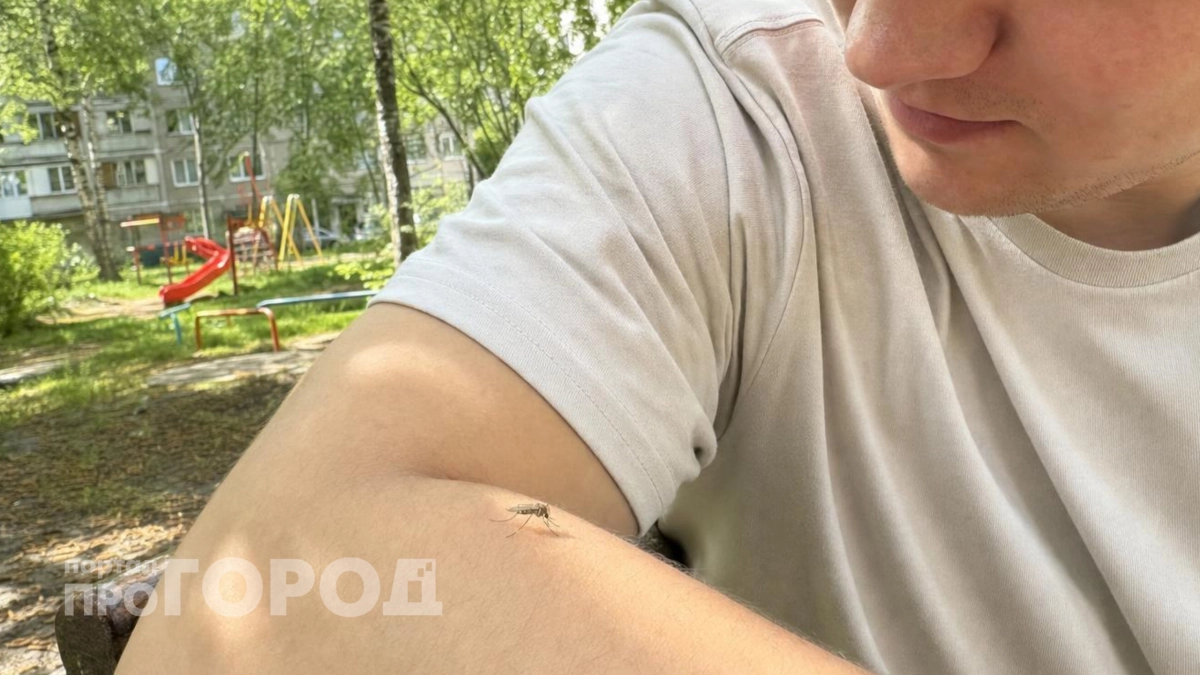 Комары боятся этого как огня: способ от укусов подсказали в лесничестве – ноль рублей
