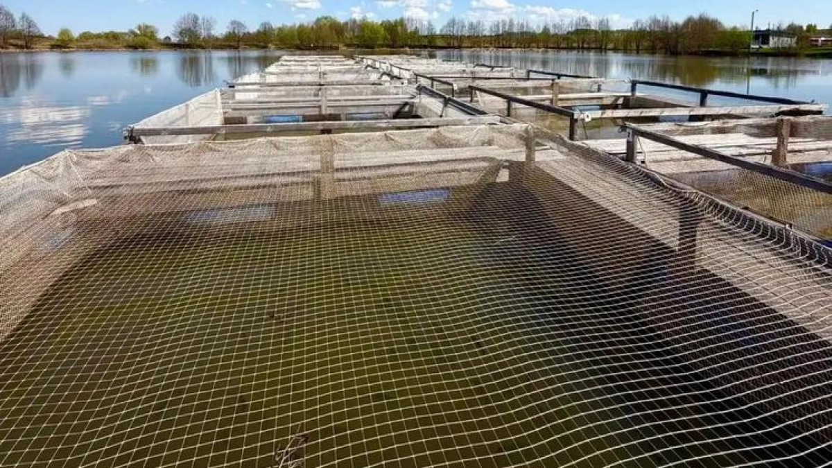 Грант в 8 млн рублей утроил производство рыбы у фермера из Алатыря